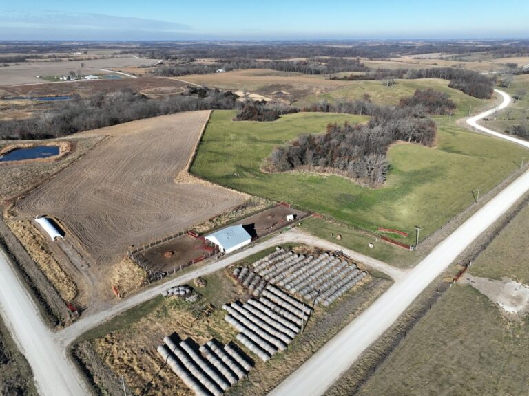Cattle Barn 3 768x576
